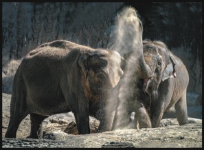 0109E_SOPAElephants.jpg