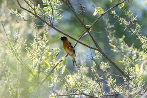World_Migratory_Bird_Day31_copy.jpg