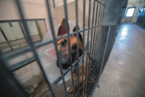 0628C_ShelterConeofShame.jpg