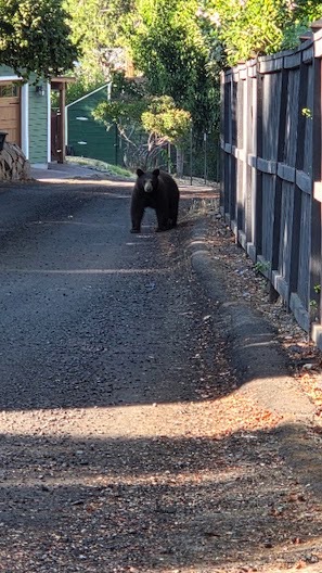 bear.jpg