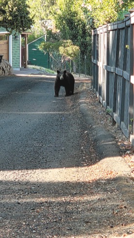 0908C_AlleyBear.jpg